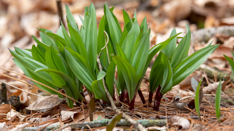 ramps growing in the wild