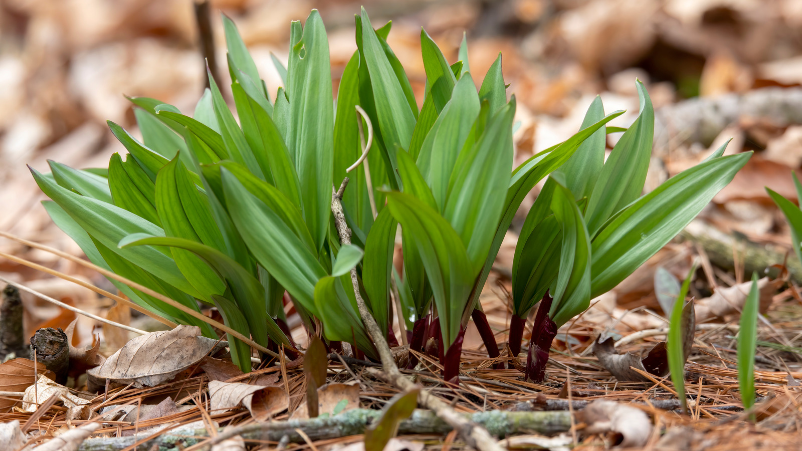 Ramps Are The Wild Ingredient Your Homemade Butter And Dips Crave