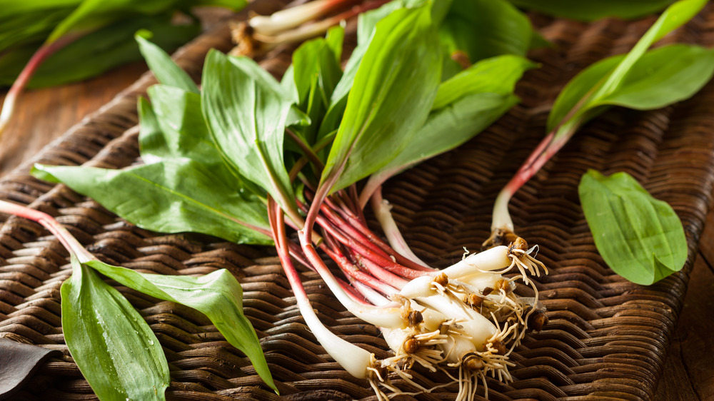 Fresh ramps in a wicker basket