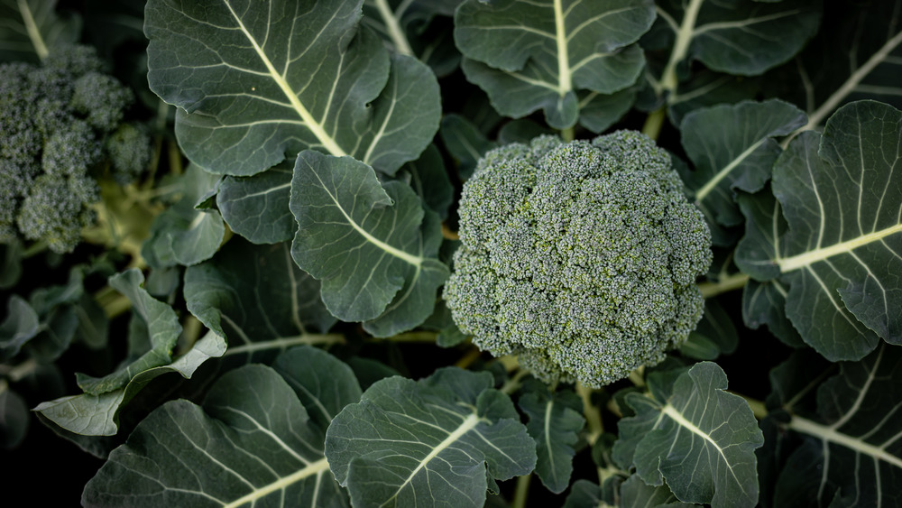 top view of broccoli plant