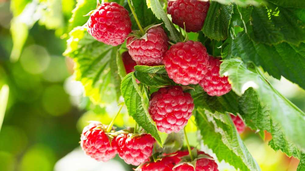 Raspberries growing on plant