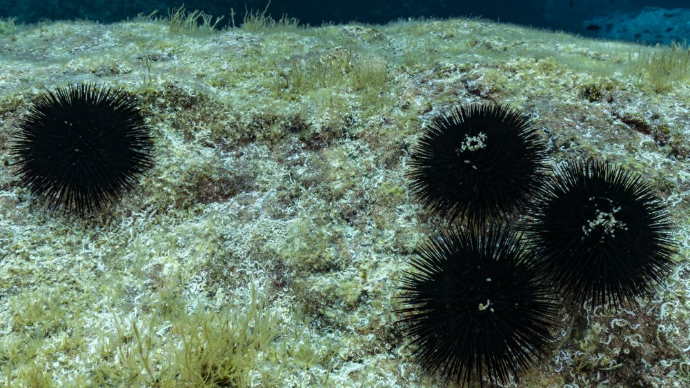 sea urchin