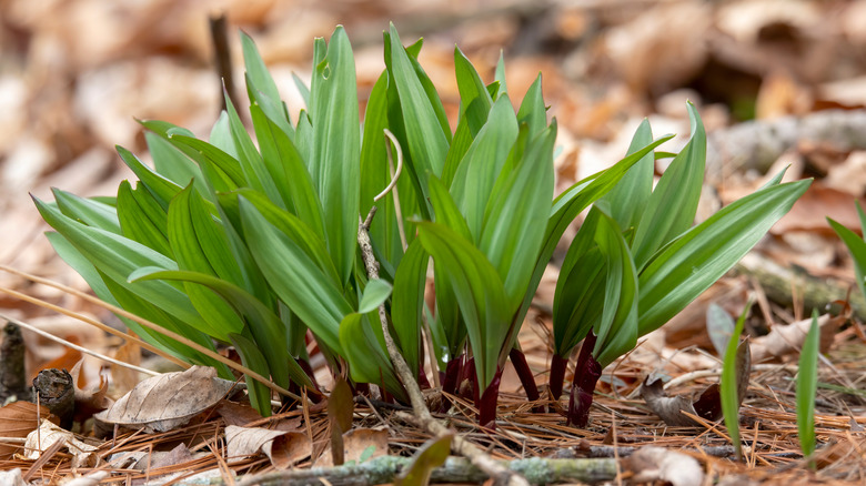 Ramps growing in field