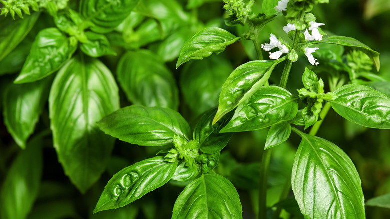 Basil plant with flowers 