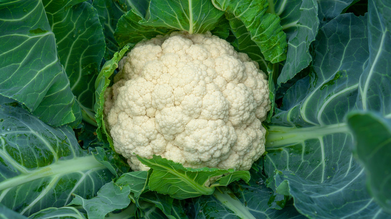 Head of cauliflower surrounded by green leaves