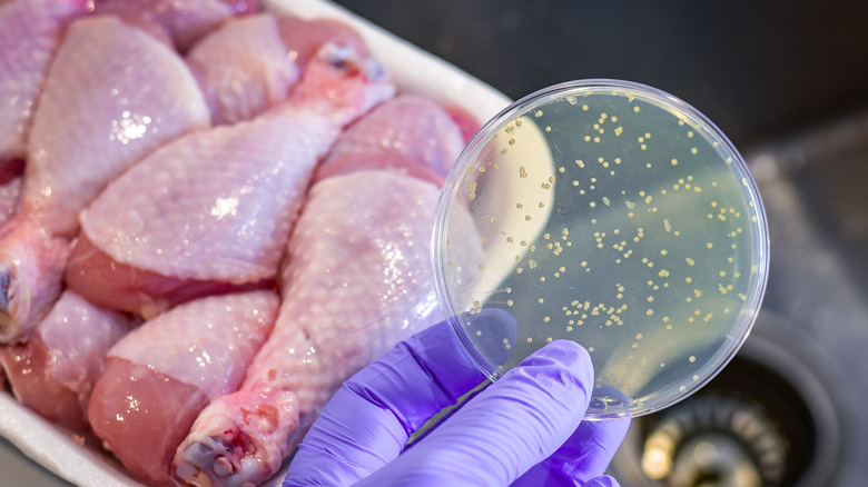chicken with bacteria culture
