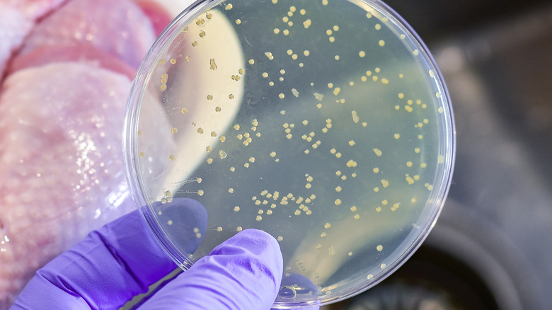 chicken with bacteria culture