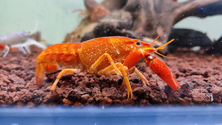orange lobster in water tank