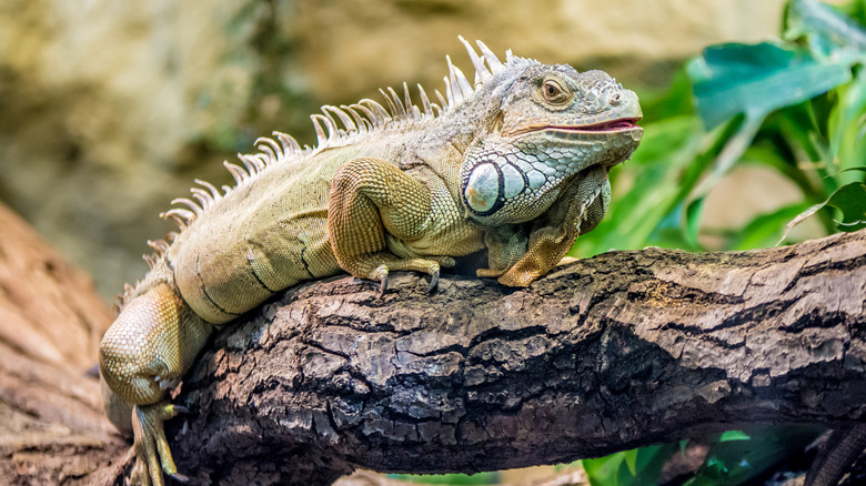 Nice iguana minding his business