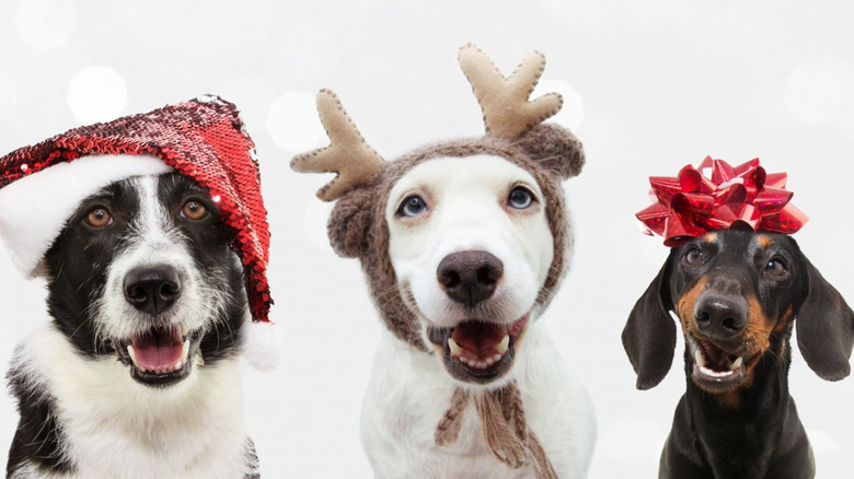 Three dogs wearing Christmas hats