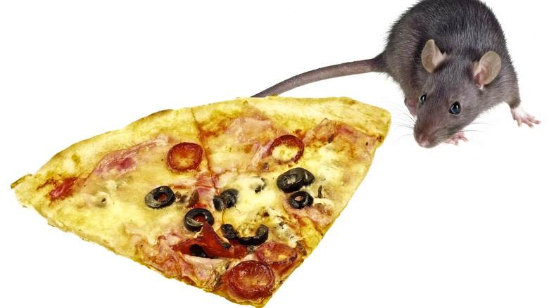 pizza rat