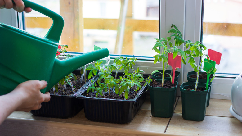 watering windowsill herbs and plants 