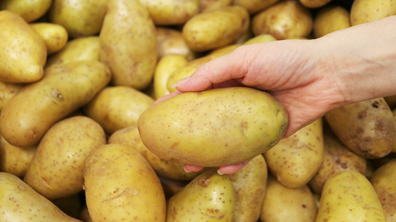 Potato being held in front of pile of potatoes