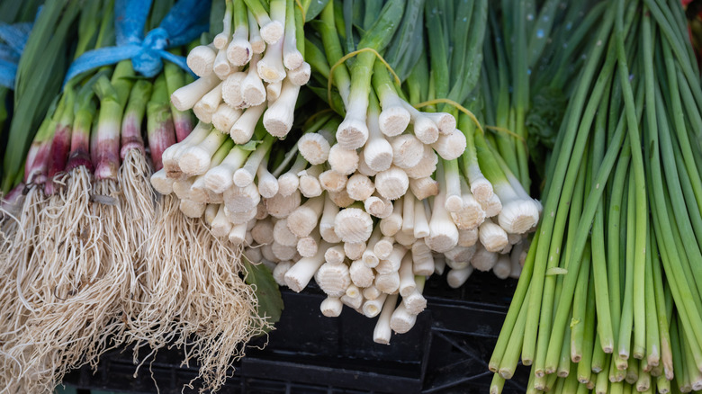 Purple and white scallions and garlic scapes