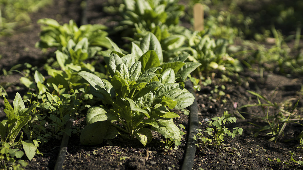 Unharvested spinach