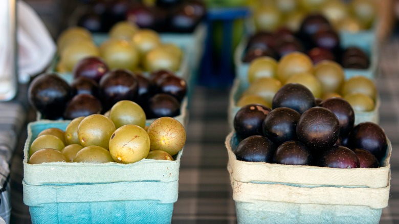 Muscadine and Scuppernong grapes