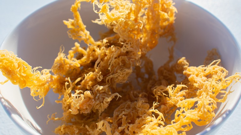 Golden sea moss