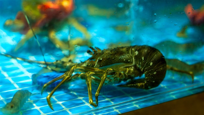 Live crayfish inside a restaurant seafood tank.
