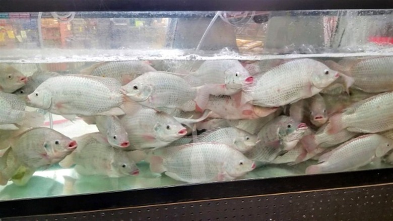 An overcrowded tank with live tilapia.