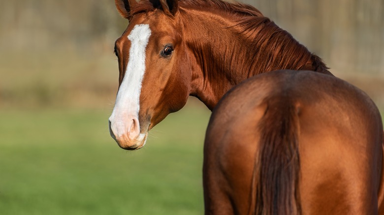 Red horse looking at camera