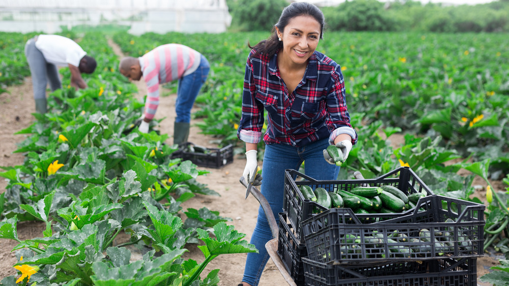 woman farmer and scientist harvesting zucchini