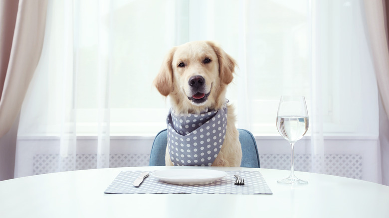 dog sitting at dining table