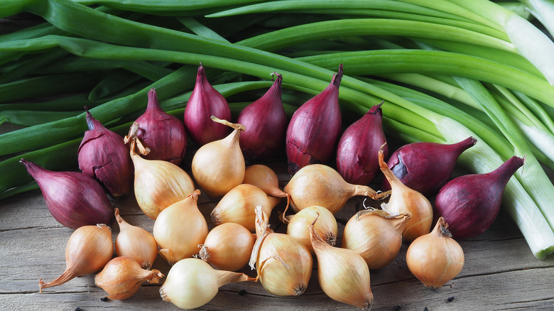 Green onions with multi-colored shallots