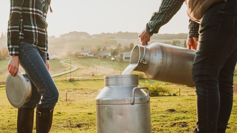 Two farmers wearing jeans and flannel shirts pouring raw milk from a metal bottle into a large metal vat