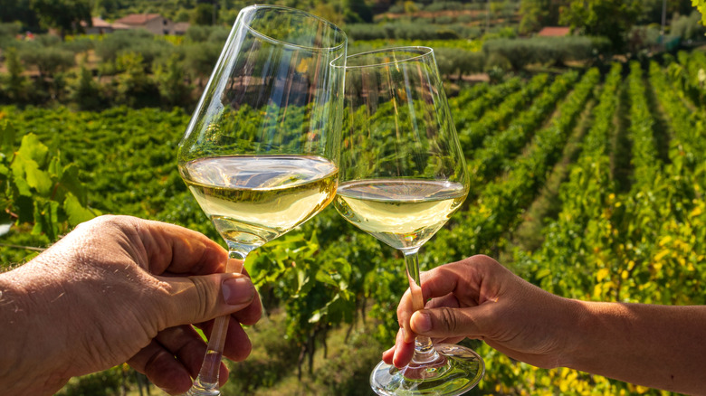 Two glasses of white wine in Sicily in a vineyard
