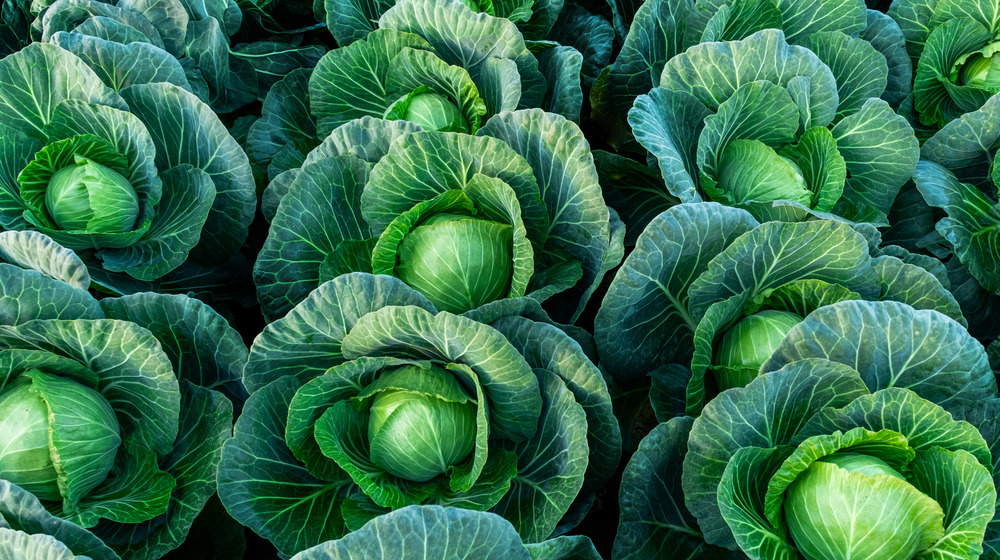 rows of cabbages