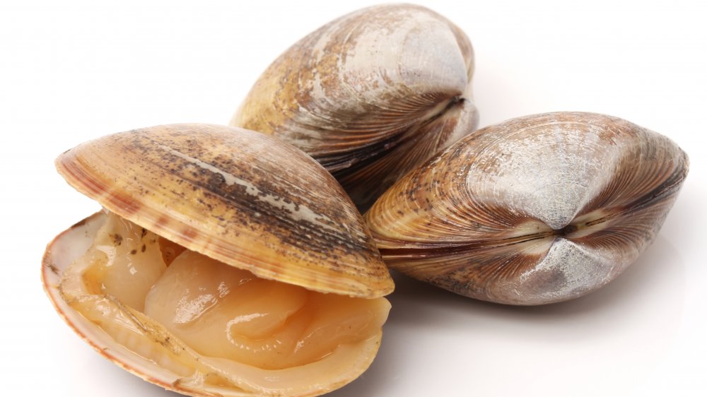 Signs That Your Clams Have Gone Bad