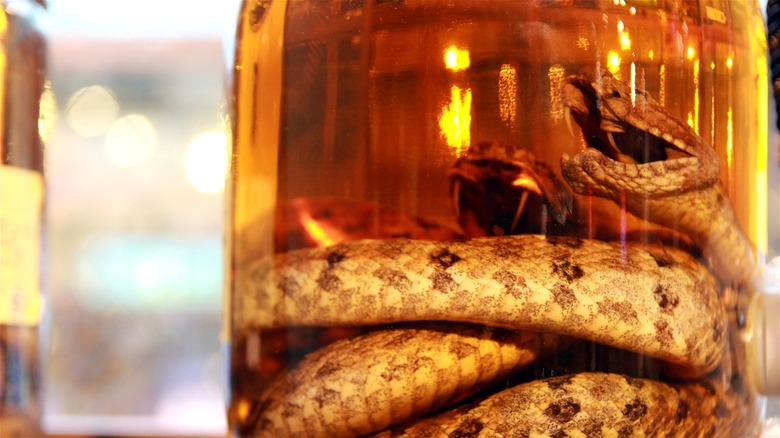 A close-up shot of a jar of golden snake whiskey containing two snakes with bared fangs.