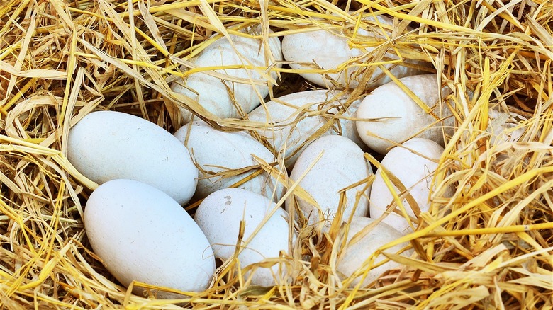 crocodile eggs in nest