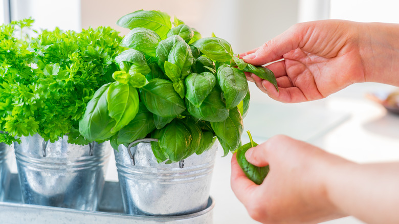 Hands touching fresh herbs