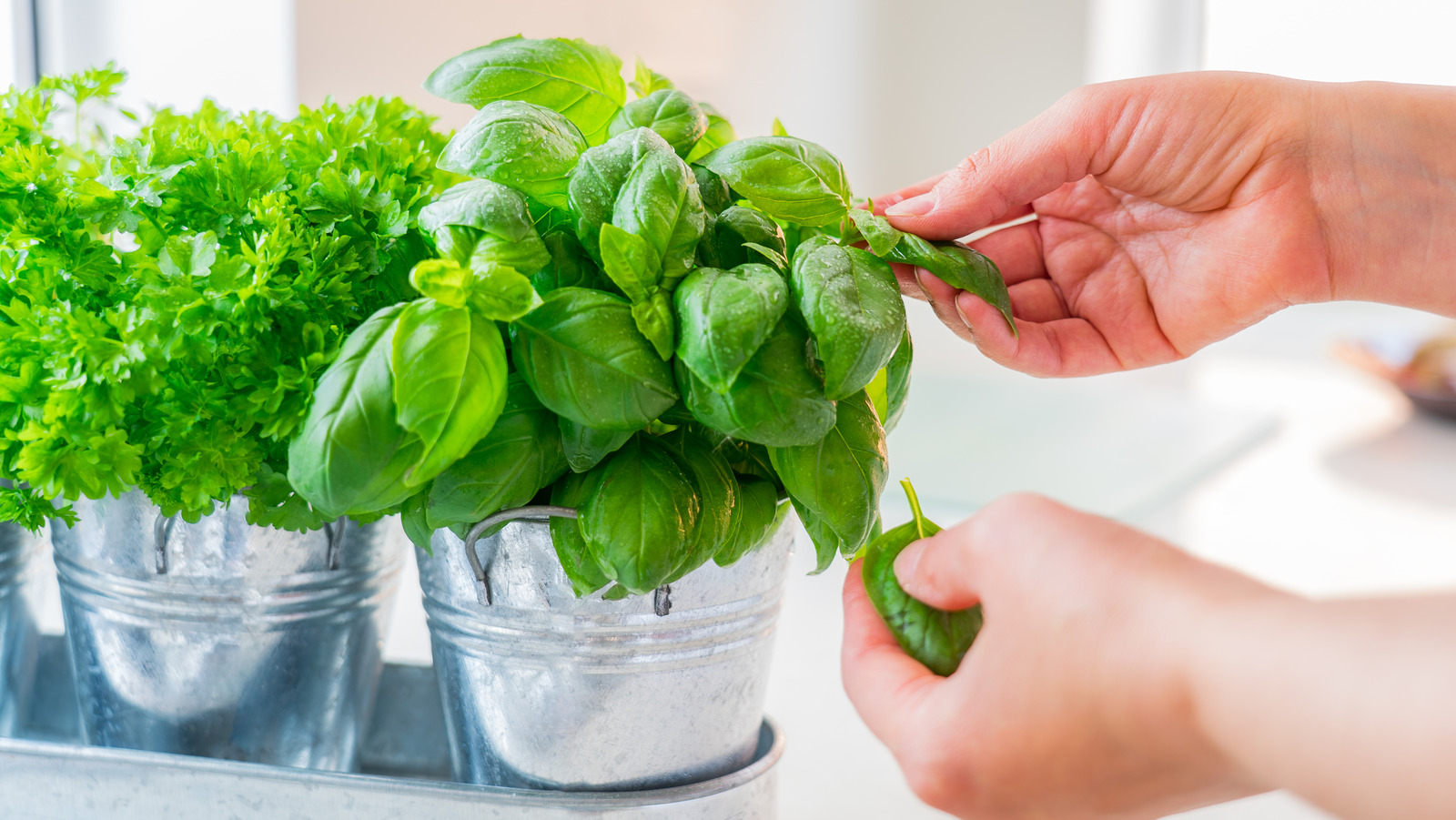 Soft Herbs Vs. Hard Herbs What's The Difference?