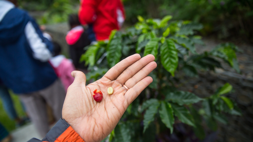 Starbucks coffee farm, Costa Rica 
