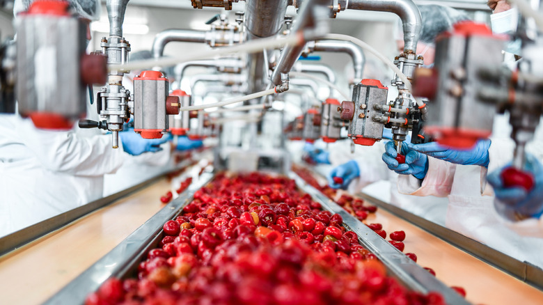 cherries on factory conveyor belt 