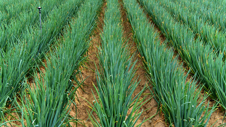 Field of scallions growing