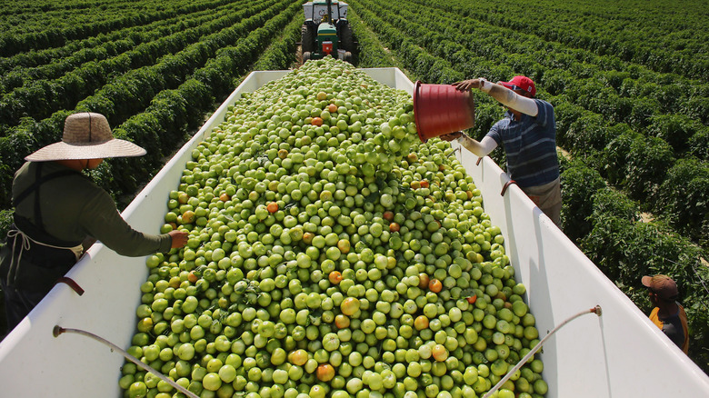 Farm workers harvesting green tomatoes and tossing buckets-full in large bin.