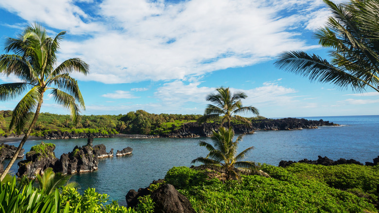 Tropical trees and water scene in Maui, Hawaii