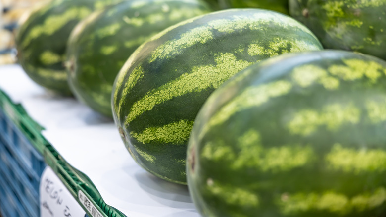 Whole watermelons lined up in a row
