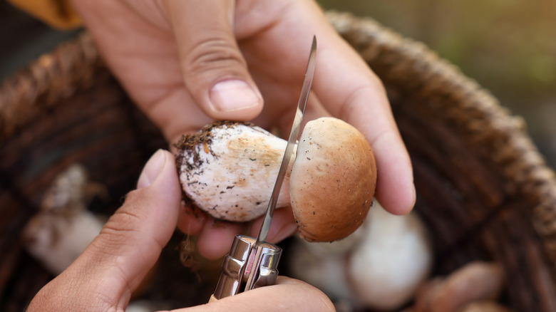 Hands cutting mushroom