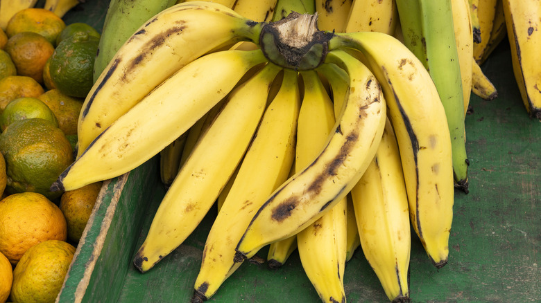 Bananas at various stages of ripeness
