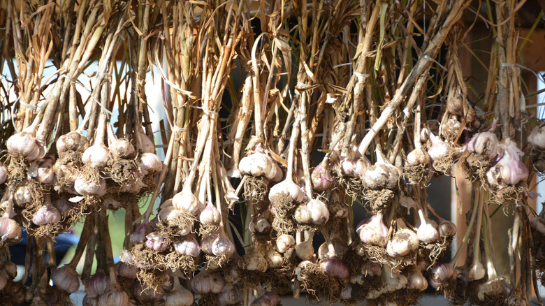 Garlic curing in bundles