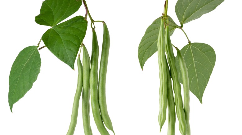 side by side of string beans and french green beans