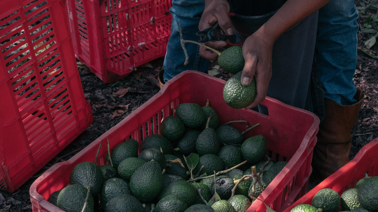 Avocado farmer with a crate of avocados 