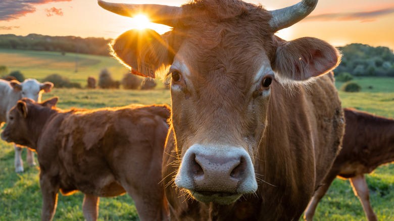 Cow in field