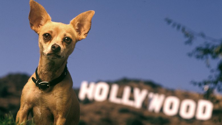 Chihuahua standing before Hollywood sign