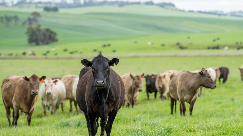 Cattle grazing