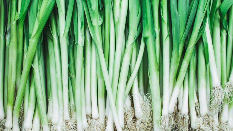 Closeup of green onions